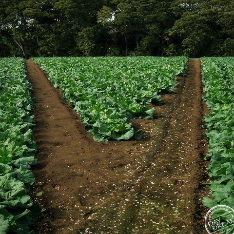 Alice is standing at the crossroads