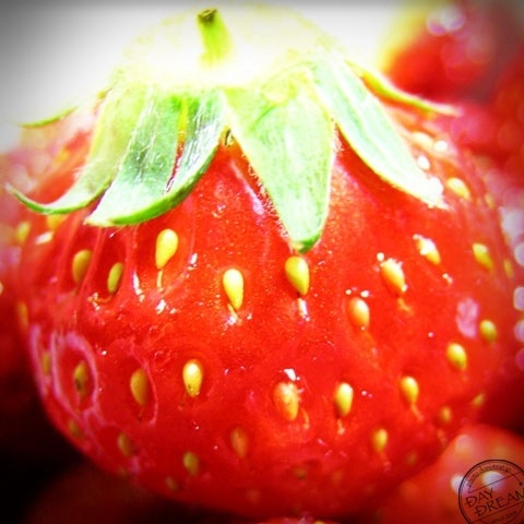 Lovely red with garden farming