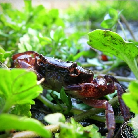 Territory of fresh-water crab