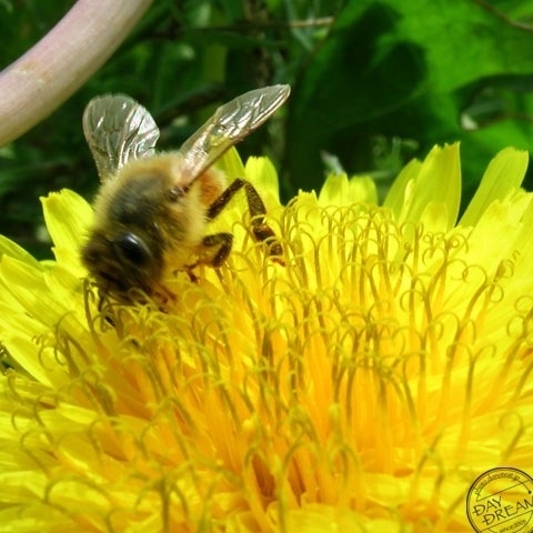 Ultraviolet rays organ
