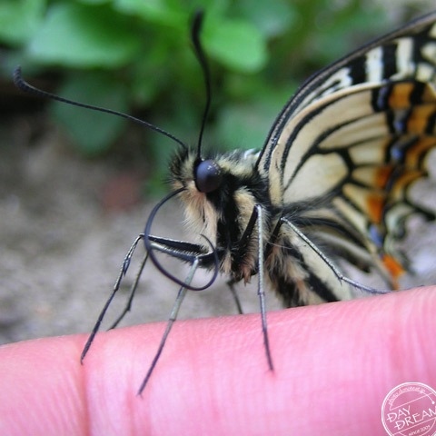 Message from swallowtail