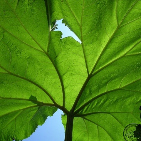 Substitute butterbur for umbrella