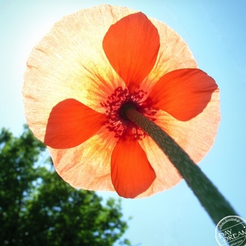 This windmill does not rotate