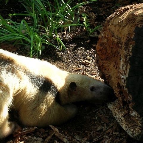 Tamandua eats the ant