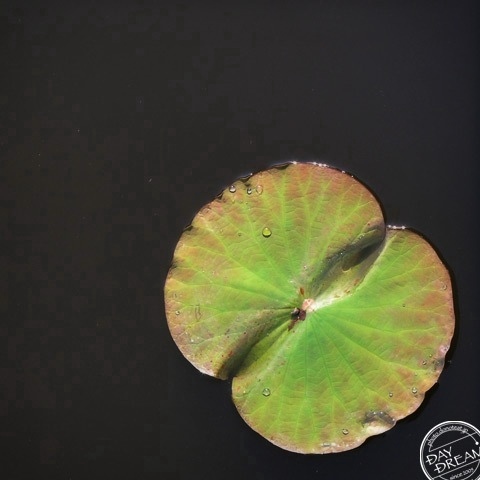 Catfish in lotus pond