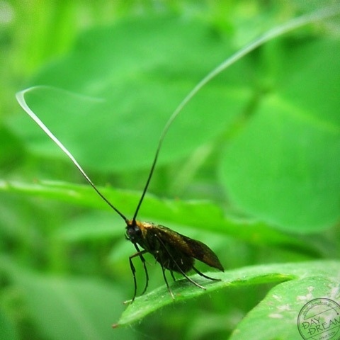 Nemophora albiantennella
