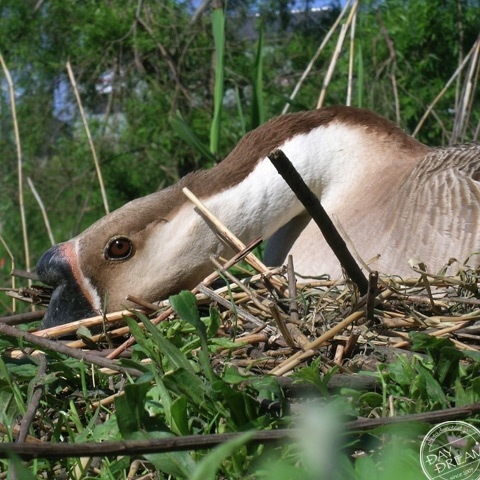 Incubating it just now