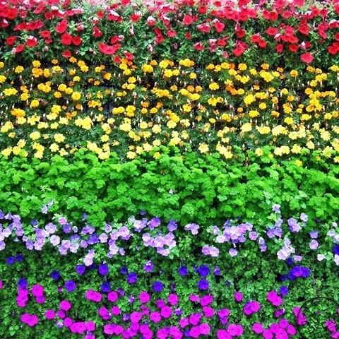 The rainbow-colored garden