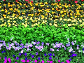 The rainbow-colored garden