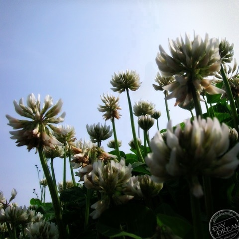 Crown of white clover