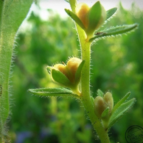 Zkizki does not stop