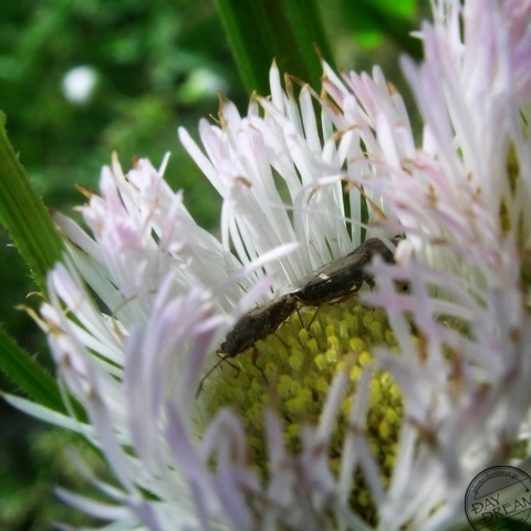 Dreamlike night is a vain hope