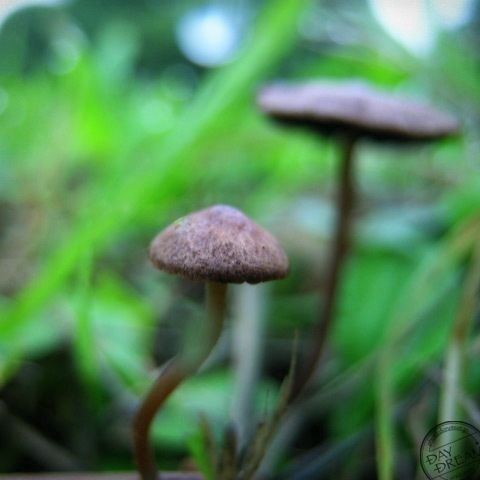 Small fairy is not found