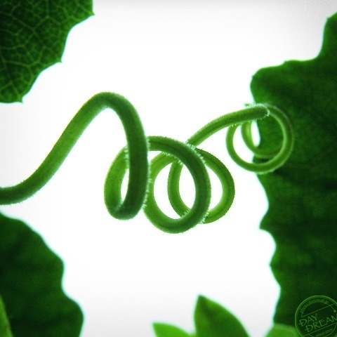 Memory of unripe spiral