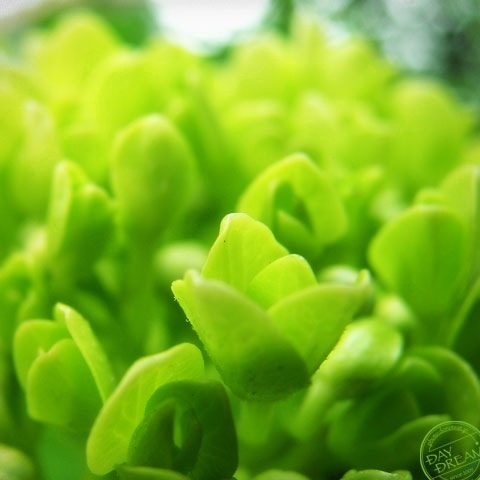 Verdant green babies