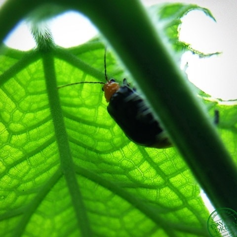 The nuisance yellow mask