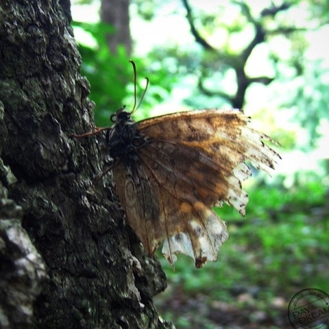 Ragged dress but beautiful