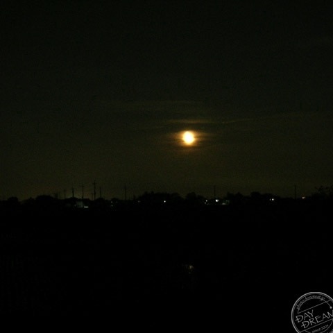 Butterfly at tropical night