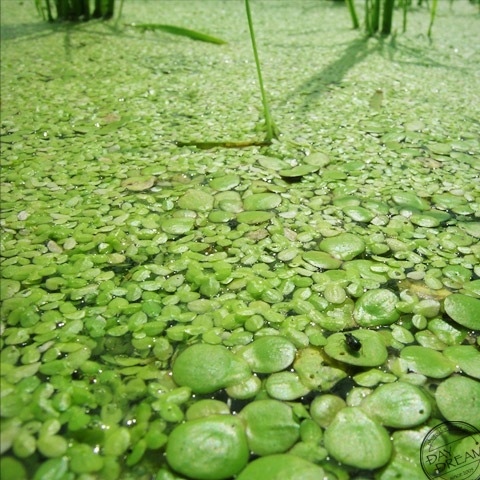 Small insect on water plant