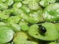 Small insect on water plant