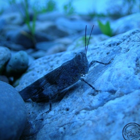 Eusphingonotus japonicus