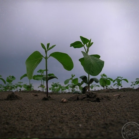 Rain and grows up. clears up and grows up.