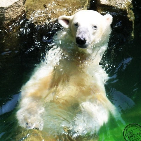 Bathe in the heat of the day