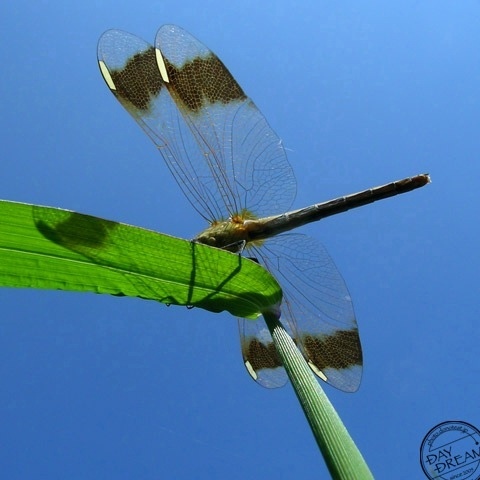 The first sign of autumn