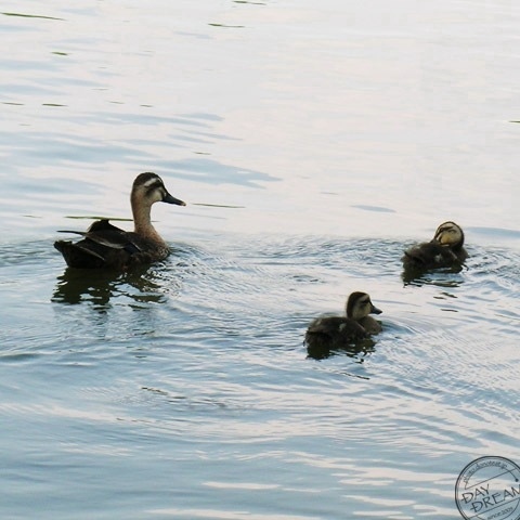 Parent bird and children