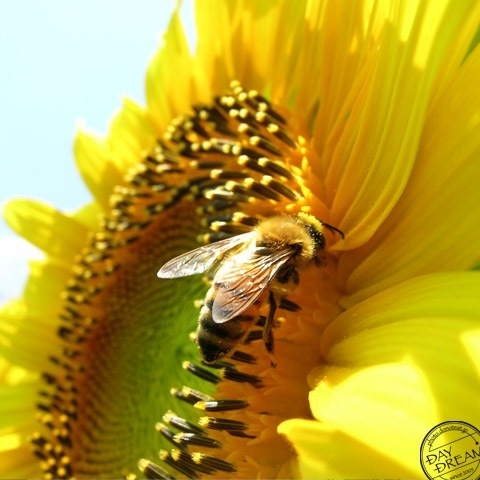 Camouflage tournesol