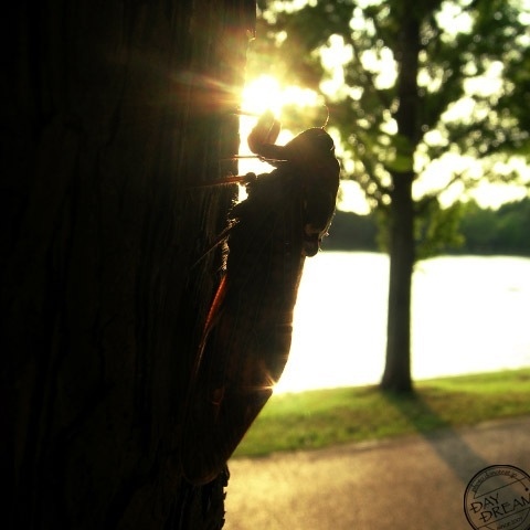 The last chorus of summer