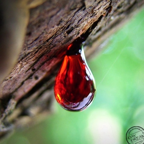 Ruby drip