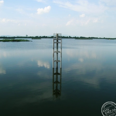 The white signs of fish