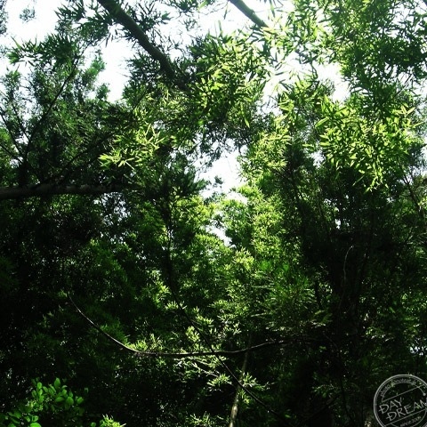 Long-nosed encounter