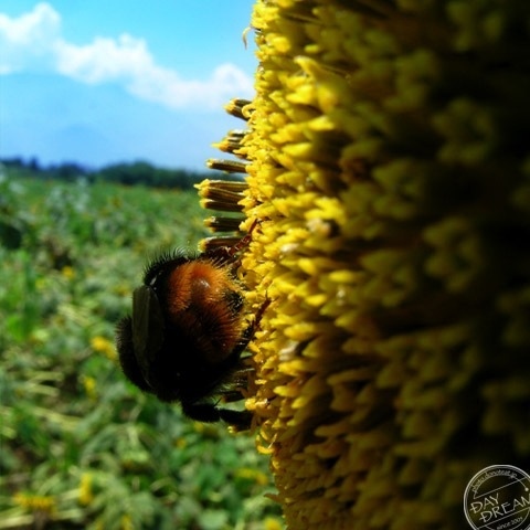 Traces of sun summer