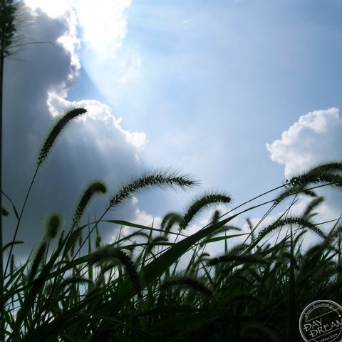 She of short sleeve shirt