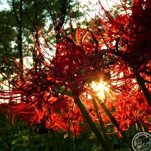 Hair stick of red fox
