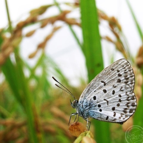 In the corner of harvest season