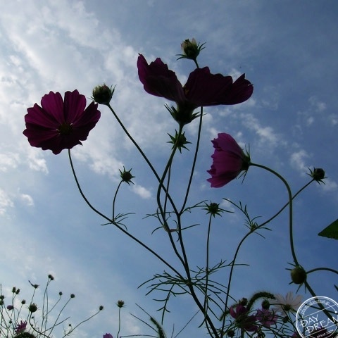 The autumnal breeze and cosmos