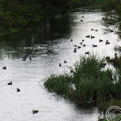 Marsh of migrant bird