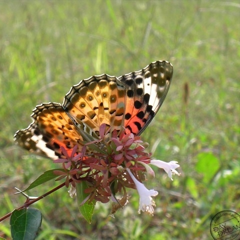 Autumn picnic sunlight