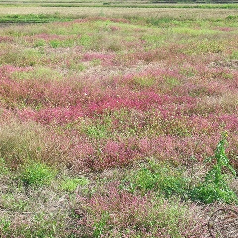 Madder reddening field