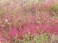Madder reddening field