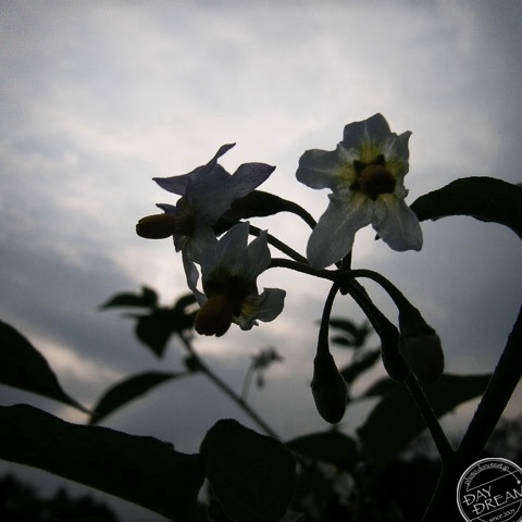 Can not read character in the small temples