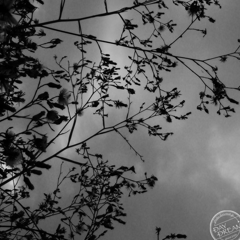 Floccus flies until spring