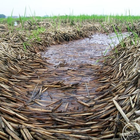 Thin ice on marshland