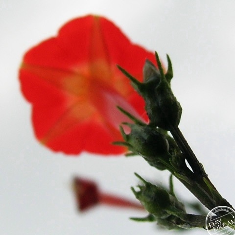 Freshly applied lipstick