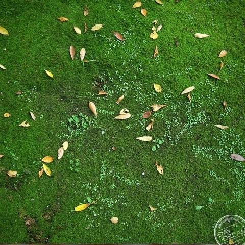 Rake up fallen leaves