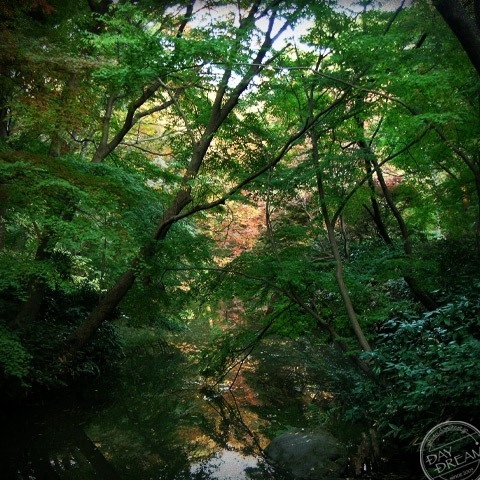 Calm woods of winter