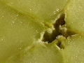 Apple Star
